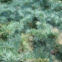 Cedrus brevifolia rameau
